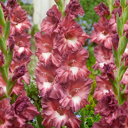 Gladiolus Tiramisu - 6217A