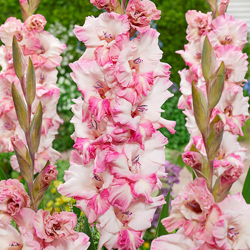 Gladiolus Cherry Candy - 6220A