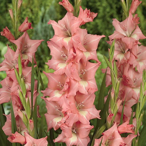 Gladiolus Big Business - 6222A