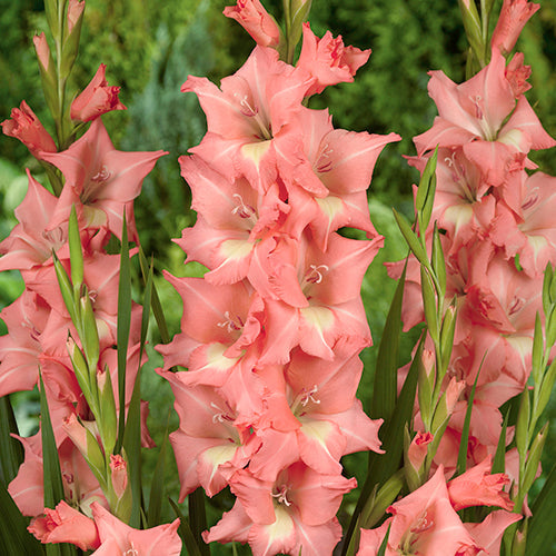 Gladiolus Big Business - 6222A