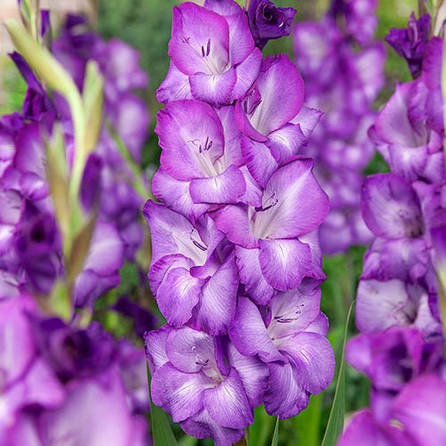 Gladiolus Chemistry - 6223A
