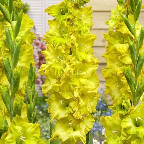 Gladiolus Blitz Fusion - 6224A