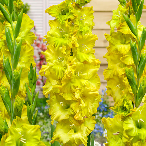 Fusion éclair de Gladiolus