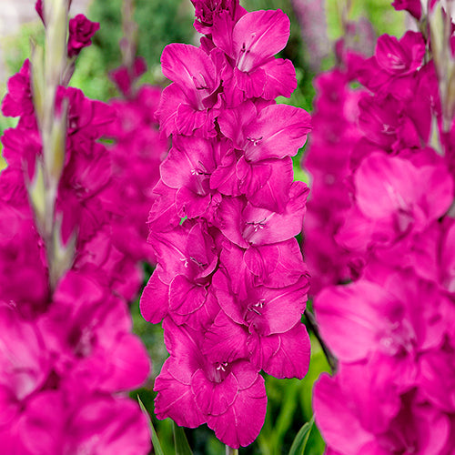 Gladiolus Aurora - 6225A
