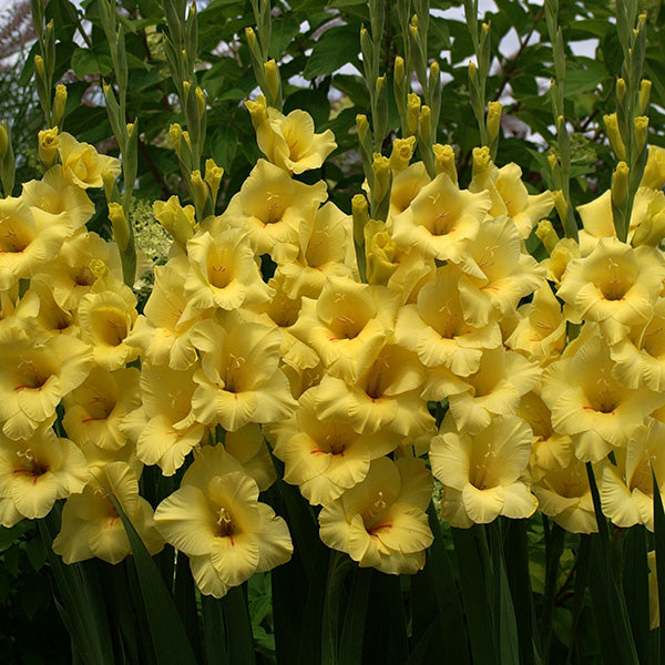 Gladiolus Banarama