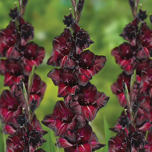 Gladiolus Black Surprise