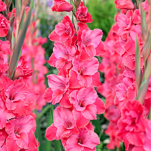 Gladiolus Rosette