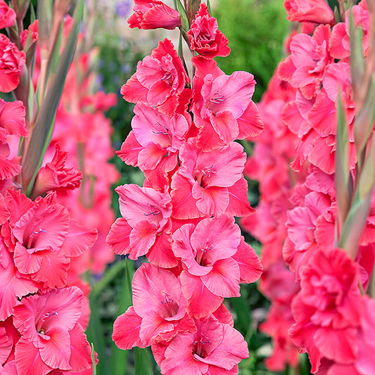 Gladiolus Rosette
