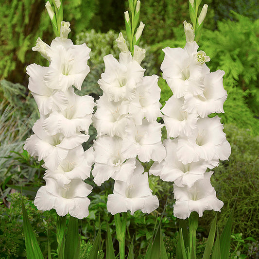 Gladiolus Glacier