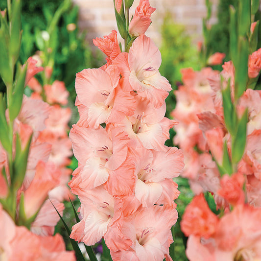 Gladiolus Karma