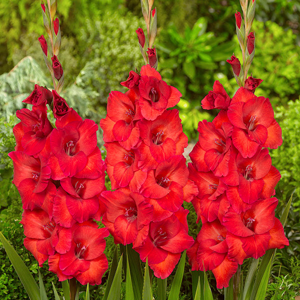 Gladiolus Magma