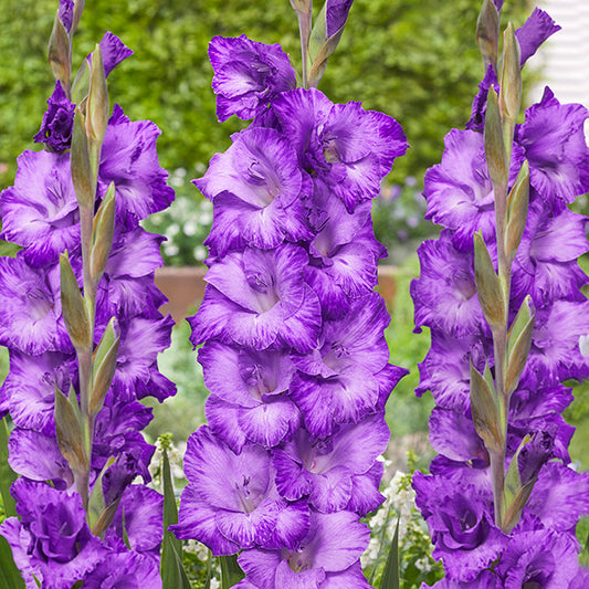 Gladiolus Mauve Muse