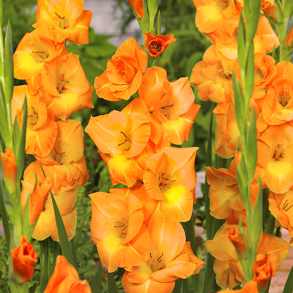 Gladiolus Peche Melba