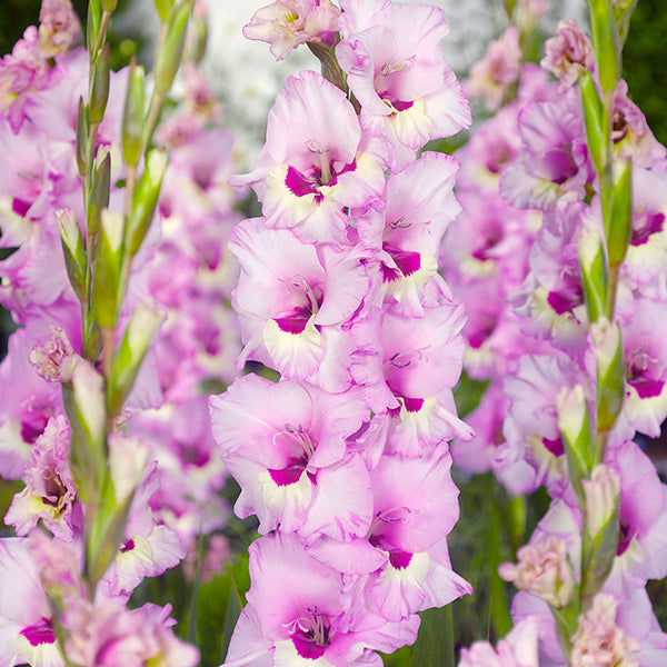 Gladiolus Zamora