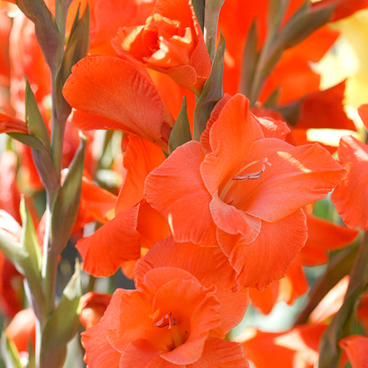Gladiolus Live Oak