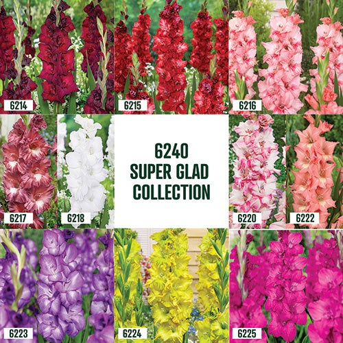 Gladiolus Super Glad Collection / 40 bulbs - 6240A