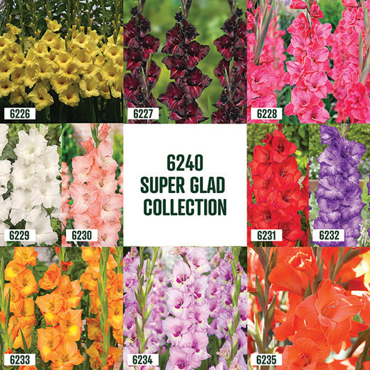 Gladiole Super Glad Kollektion / 40 Zwiebeln