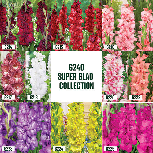 Gladiolus Super Glad Collection / 40 bulbs - 6240A