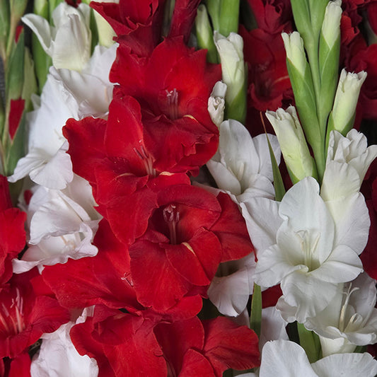 Gladiolus Canadian Blend