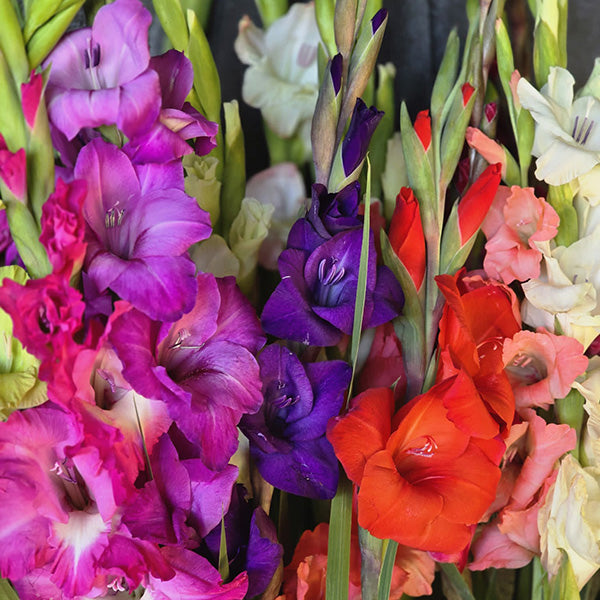 Gladiolus Commercial Mixture