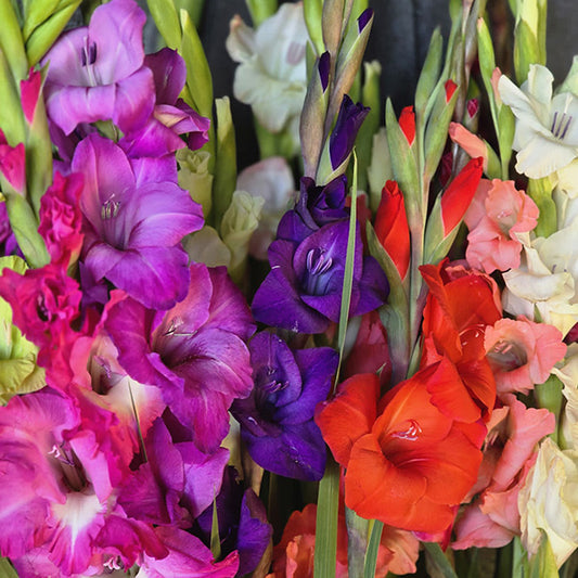 Gladiolus Commercial Mixture