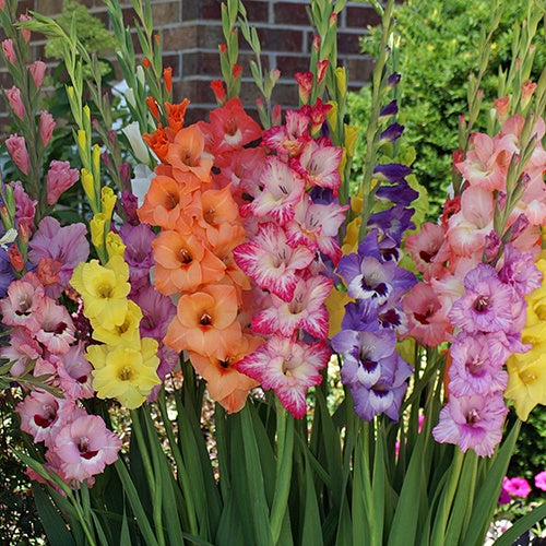 Gladiolus Pastel Mixture - 6253A