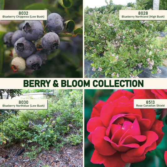 Berry & Bloom Collection