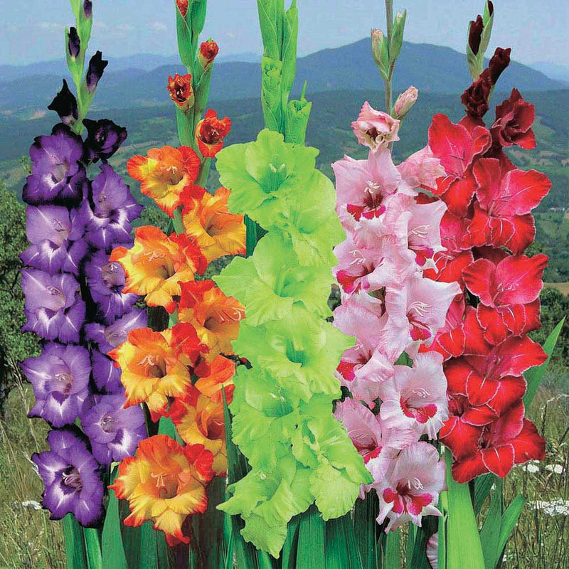 Gladiolus Exhibition Mix - 6285A