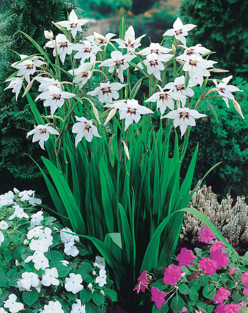 Acidanthera Fragrant Glads - 6295A