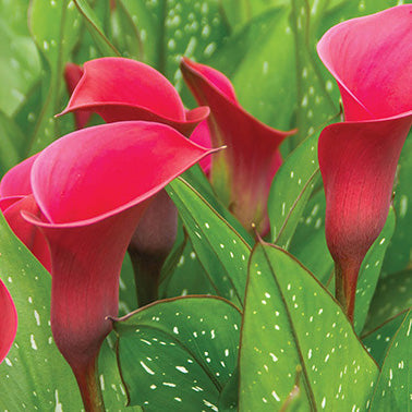 Calla Lily Red Symphony - 6303A