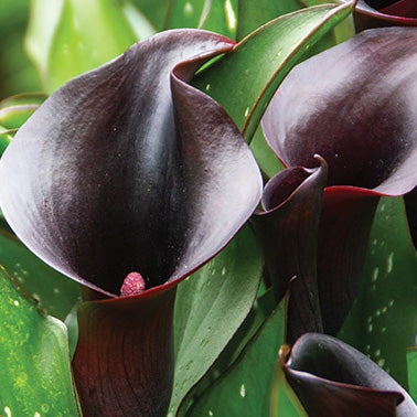 Calla Lily Arabian Night - 6304A