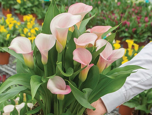 Calla Lily Strawberry Blush - 6305A