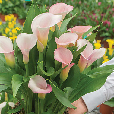 Calla Lily Strawberry Blush - 6305A