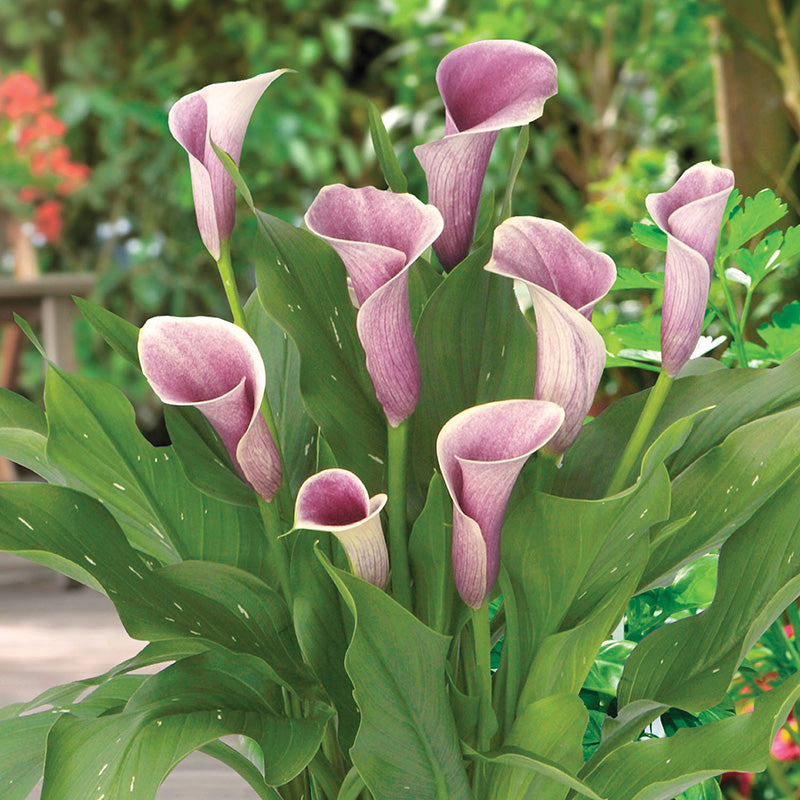 Calla Lily Airbrush
