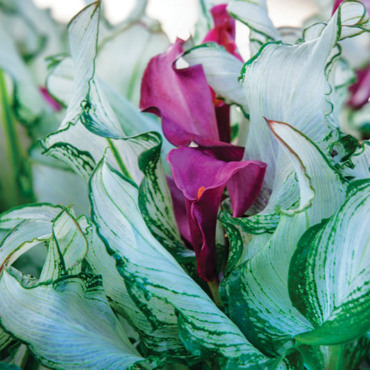 Calla Lily Frozen Queen