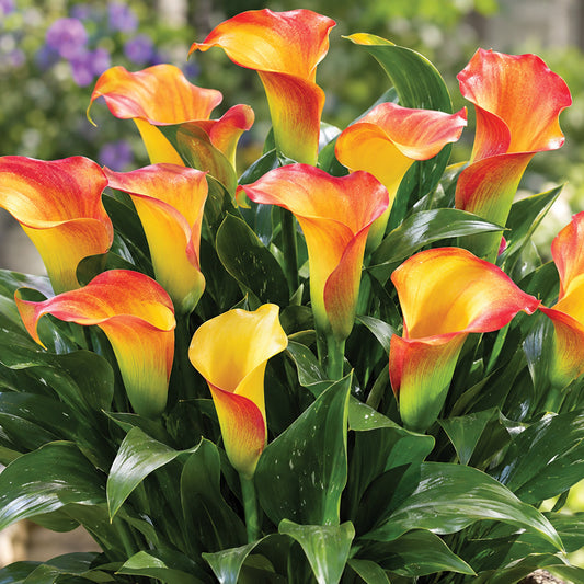 Calla Lily Captain Lido