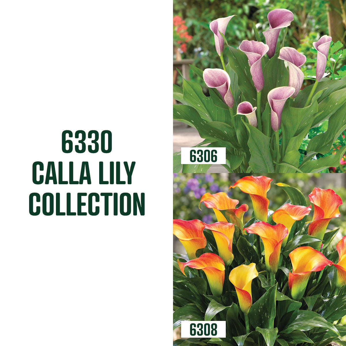 Collection de callas / 3 bulbes