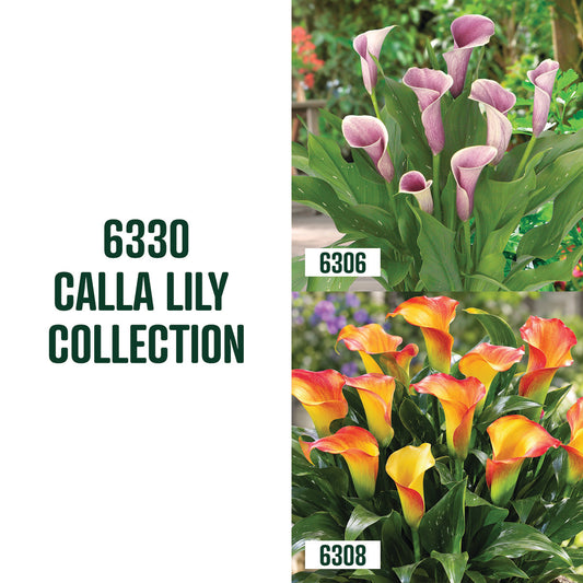 Collection de callas / 3 bulbes