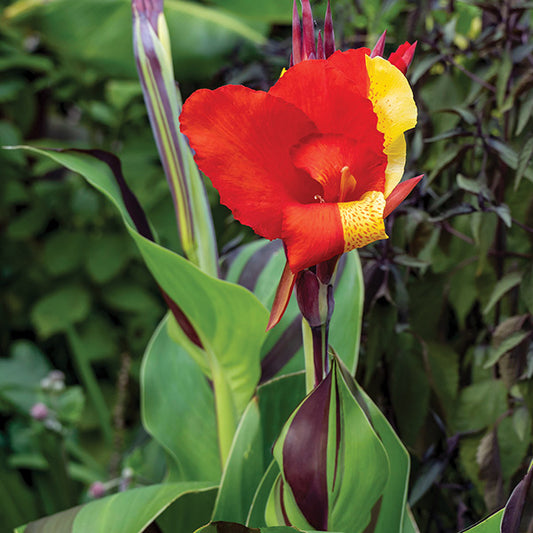 Canna Lily Cleopatra