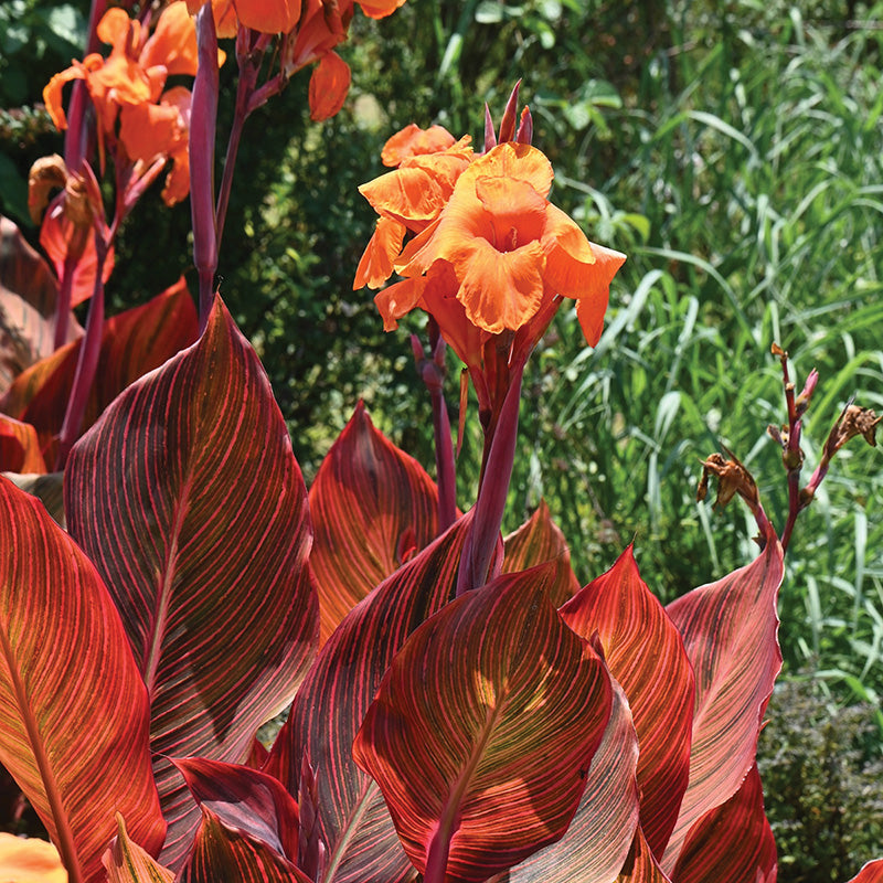 Canna Lily Durban