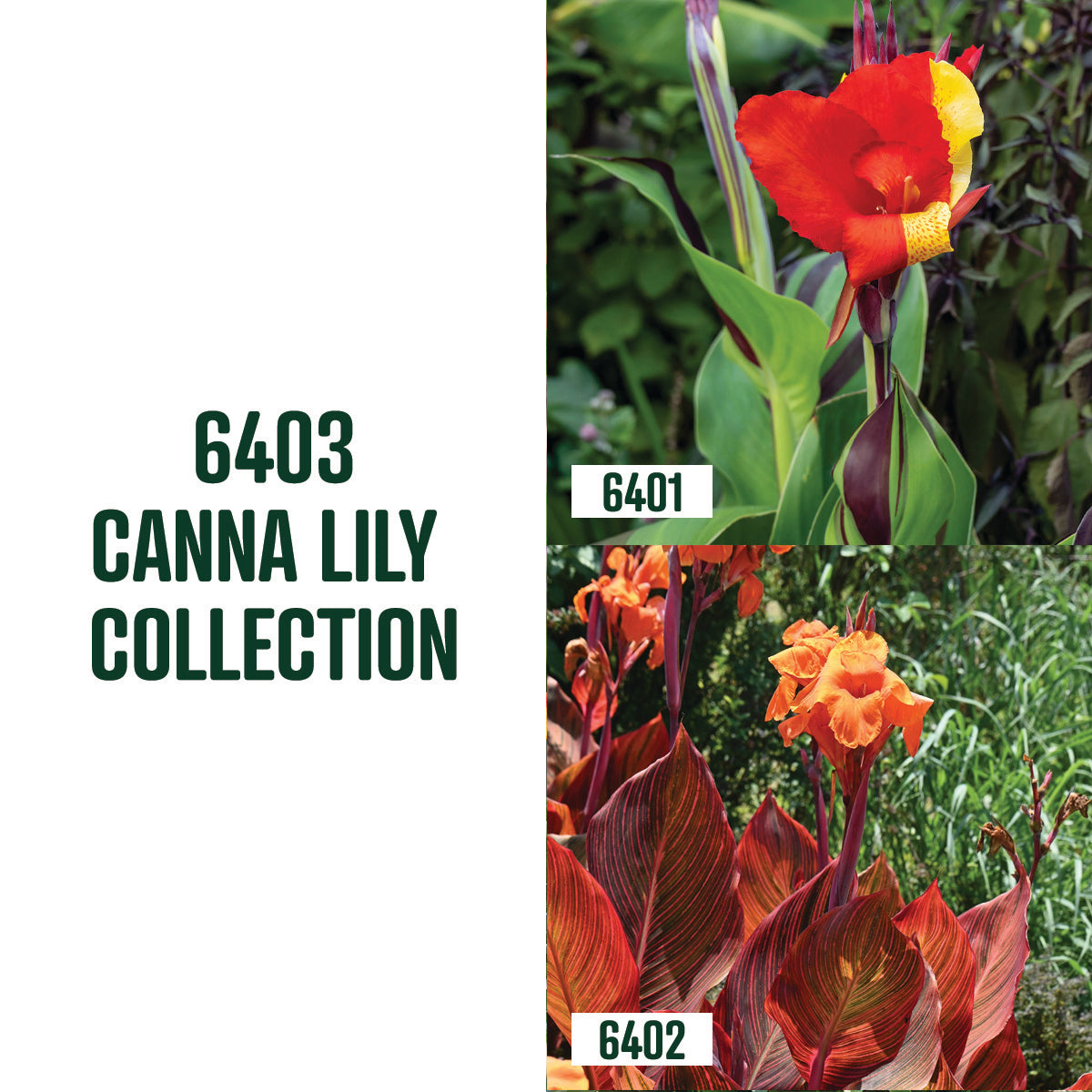 Canna Lily Collection / 2 Roots