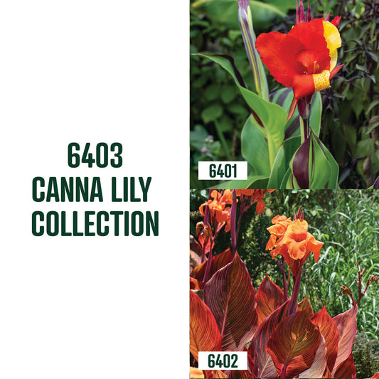 Canna Lily Collection / 2 Roots