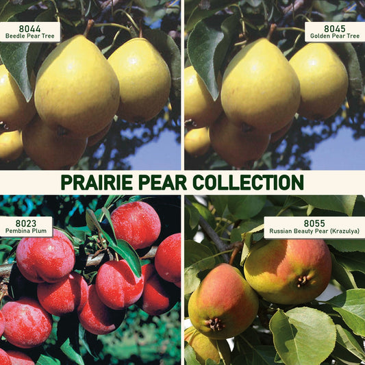 Prairie Pear Collection