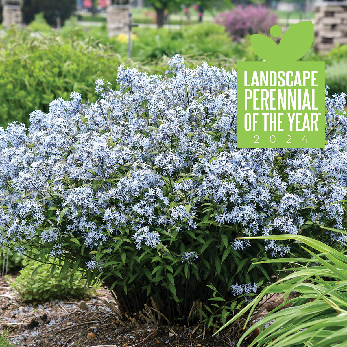 Amsonia Storm Cloud