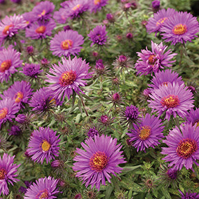 Aster Purple Dome