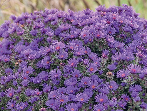 Aster Grape Crush - 6905A