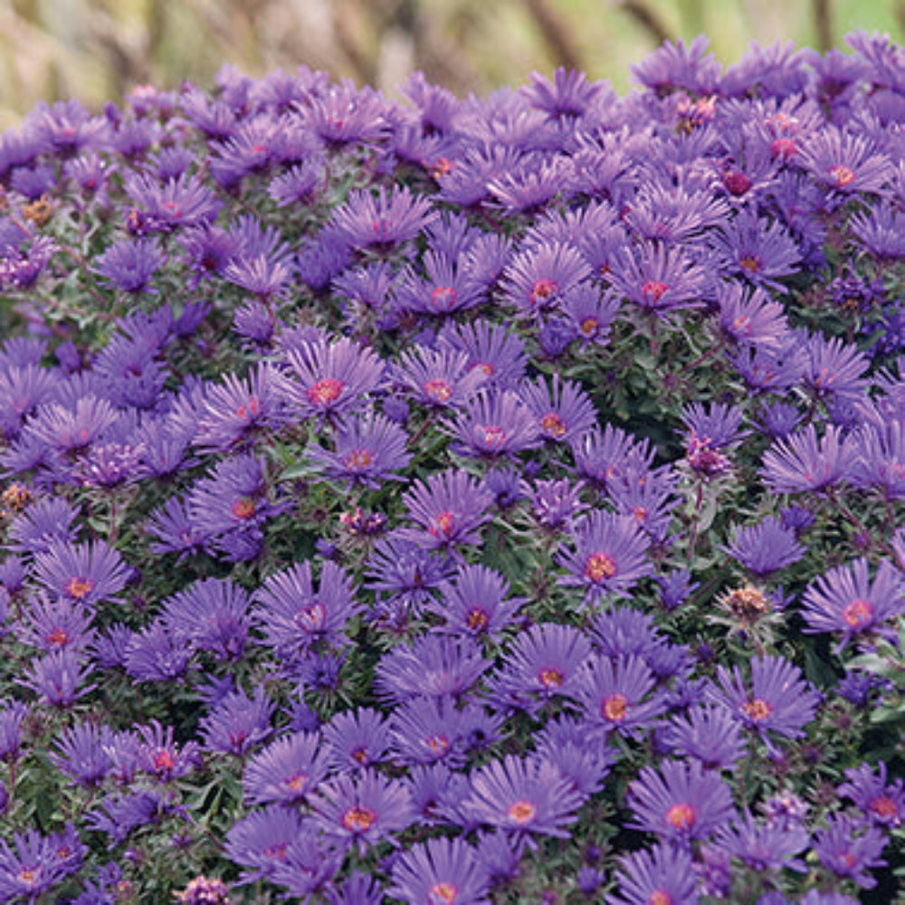 Aster Grape Crush - 6905A
