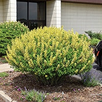 Baptista Lemon Meringue - 6910A