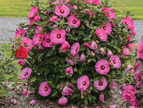 Hibiscus Candy Crush - 6915A