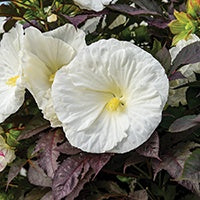 Hibiscus Cookies & Cream - 6920A